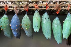 Rows of butterfly cocoons photo