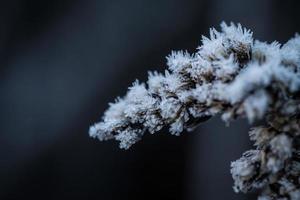 frozen winter photo