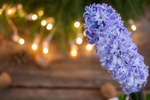 winter hyacinth photo