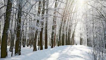 camino en bosque soleado de invierno foto