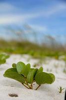 Plant grown on a beach photo