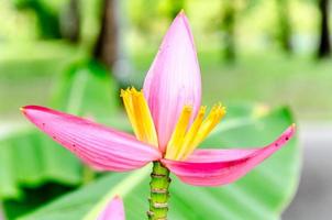 Pink Banana flower with soft green background photo
