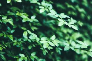 Beautiful green bush with fresh leaves photo
