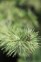 pine needles photo