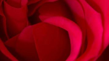 Fotografía de primer plano macro rosa roja simbólica de amor y compasión foto