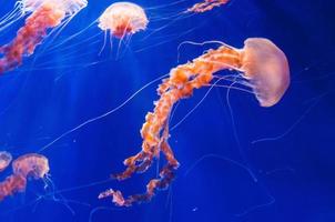 jellyfish photo