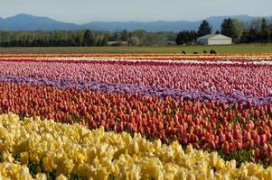 campos de tulipanes de primavera