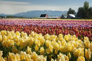 campos de tulipanes de primavera