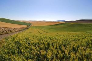 campos de trigo, cebada y soja a lo largo de un camino rural