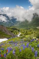 Mt. Baker Wildflowers photo