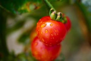 tomates de jardín
