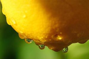 Lemon with rain drops photo