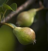 Two Pears in Soft Background