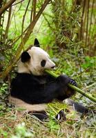 panda gigante comiendo bambú foto