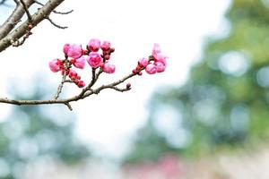 Plum Blossom in early spring