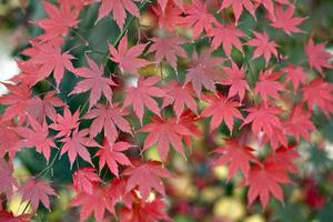 hojas de arce japonés foto
