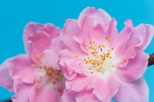 Peach Blossom photo