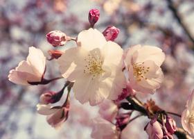 White Cherry Blossoms photo
