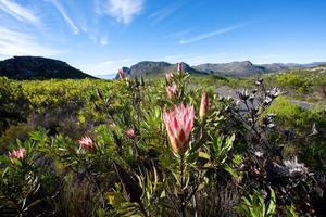 Pink Protea ,Cape Town