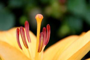Yellow peach lilly close up petals stamen details photo