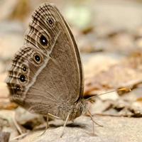 Butterfly. Camping Ban Krang photo