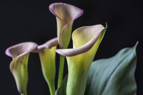 Zantedeschia aethiopica, calla lily 750278 Stock Photo at Vecteezy