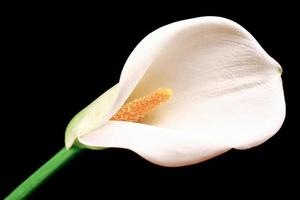 Beautiful white Calla lilly over black background