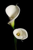Couple of white Calla lily on a black background photo
