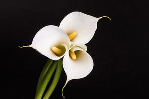 Beautiful white Calla lilies over black background photo