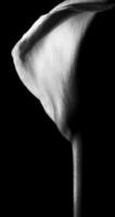 Beautiful calla lily on black background.