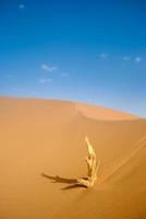 el desierto del Sahara