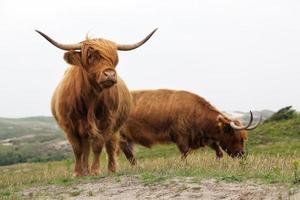 Highland Cattle standing on a dune