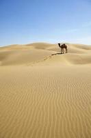 Camel in the desert. photo