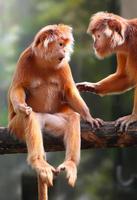 Two Langurs discussing. photo