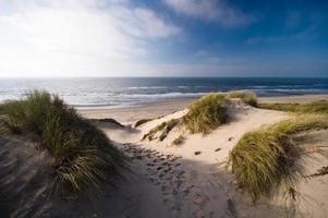 dunas del océano con hierba alta creciendo foto
