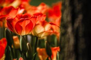 mezcla de tulipanes de color rojo y amarillo foto
