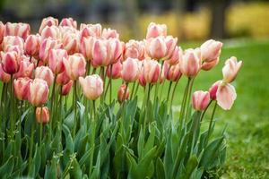 Hermosos tulipanes de colores en un jardín verde de Estambul foto