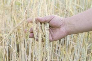 wheat in the men s hand photo