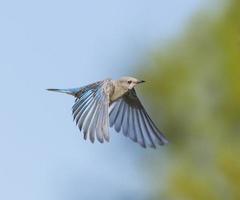 Female Bluebird Braking photo