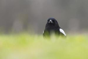 Common Magpie foraging in the grass