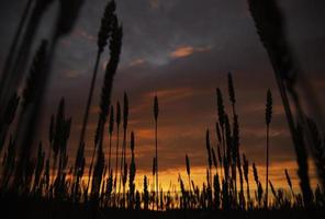 Field in sunset photo