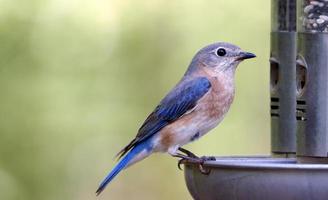 Female Bluebird at Feeder