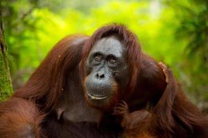 Orangután hembra en borneo. foto