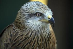 The Red Kite photo