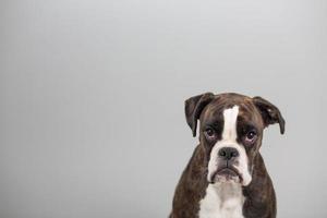 Boxer dog in a studio photo