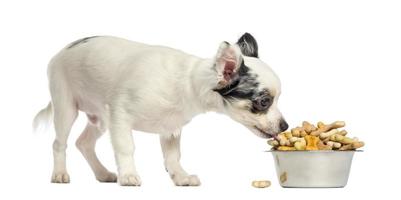 Chihuahua puppy eating dog biscuits from a bowl