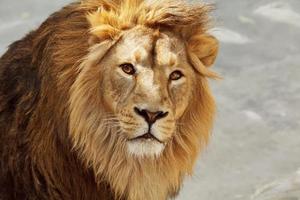 contacto visual con un joven león asiático. foto