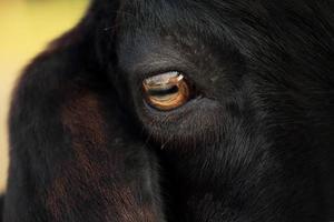 Black goat's eye.