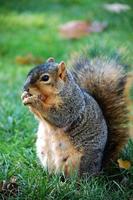 squirrel eating nut photo