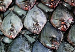 Fish stalls pattern close-up photo